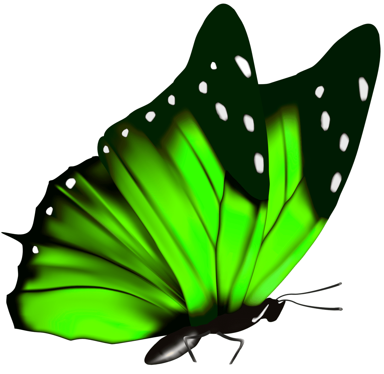 Green butterfly clipart image draw art