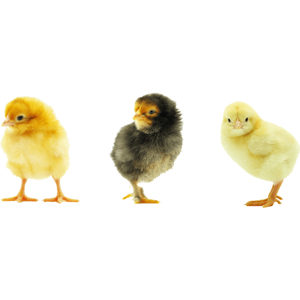 Chicken baby chick images hd photo clipart 2