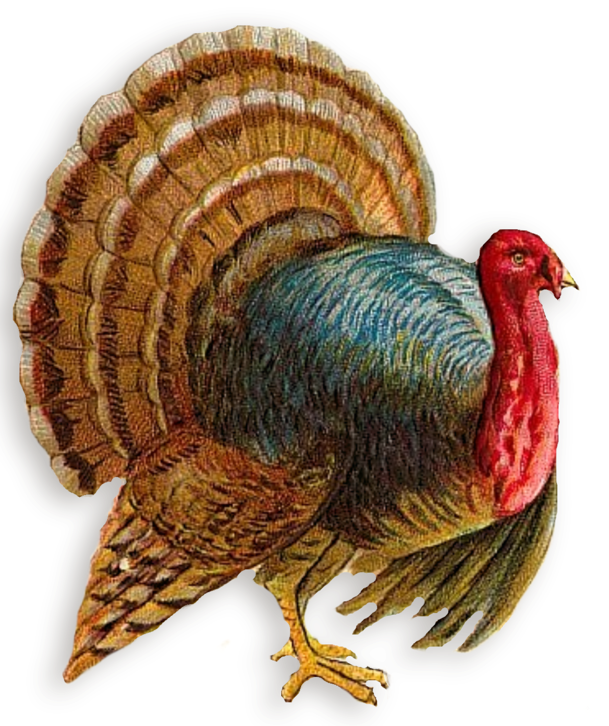 Thanksgiving turkey image clipart art