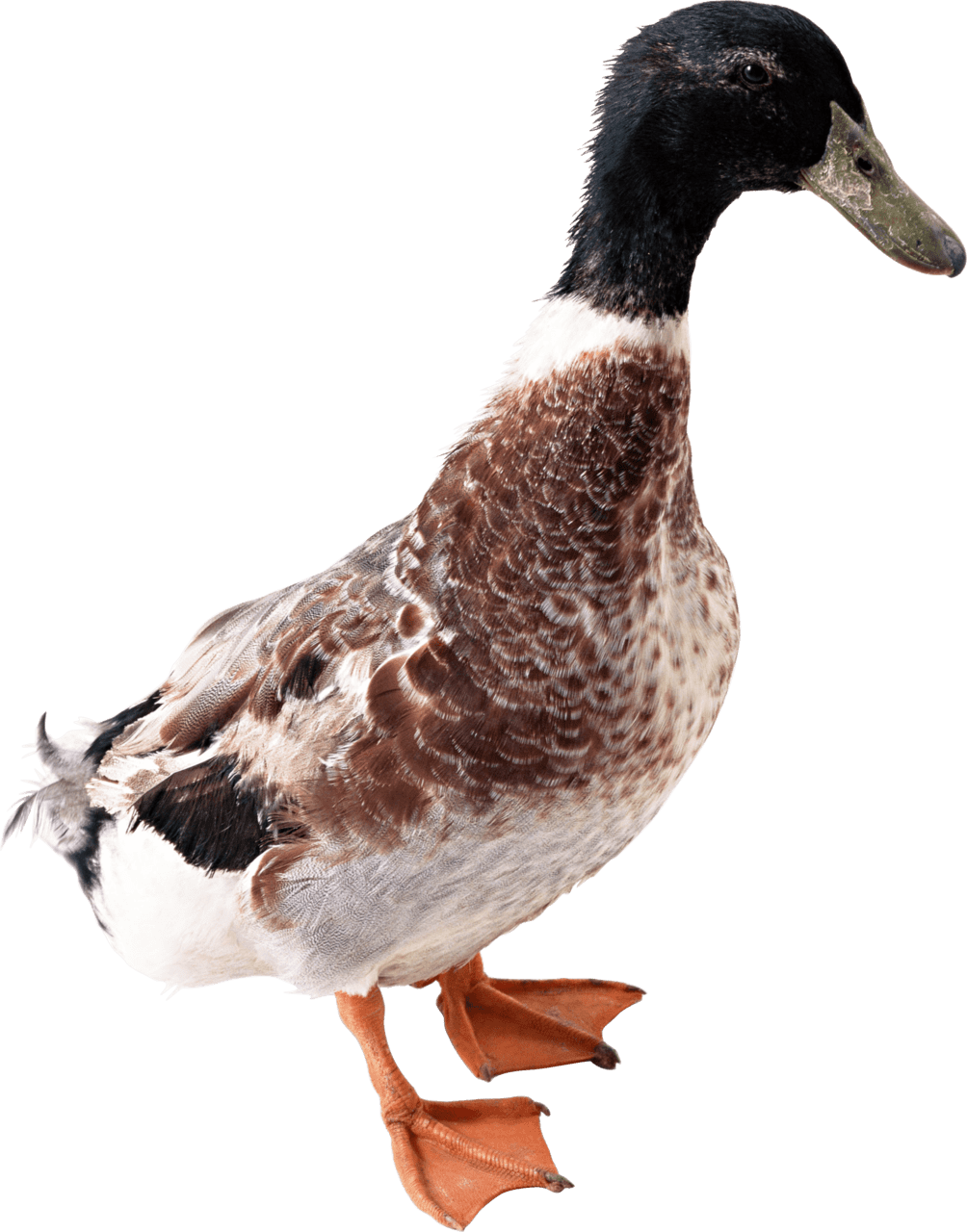 Duck from side clipart image