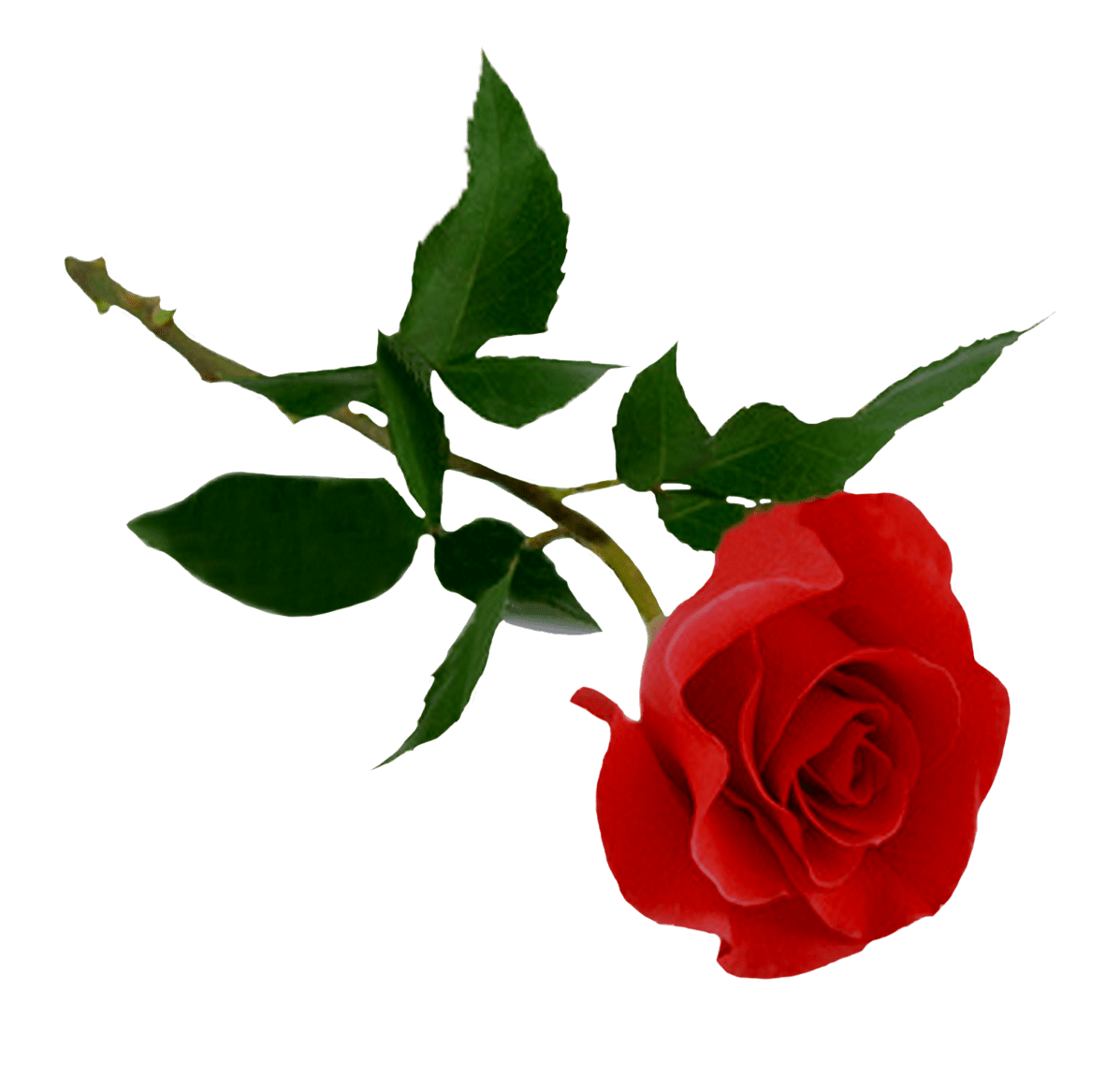 Red rose clipart free 3