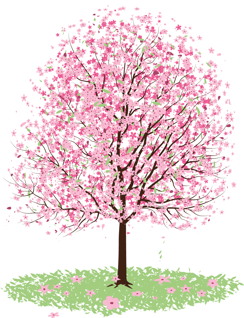 Use cherry blossom tree clipart vector large size image pi