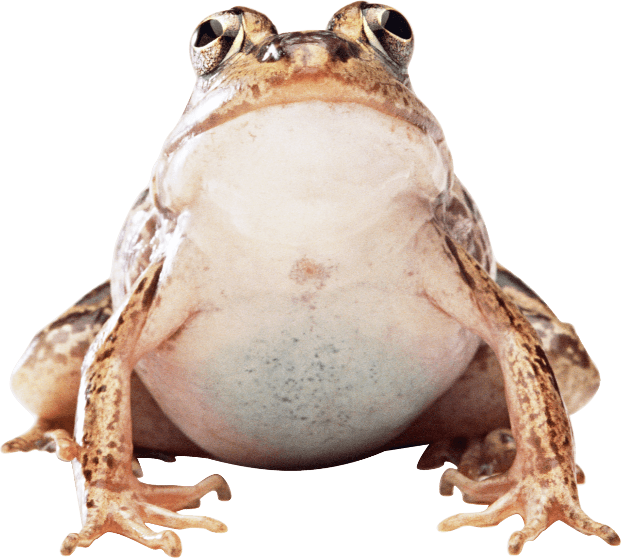 Big frog stic clipart logo