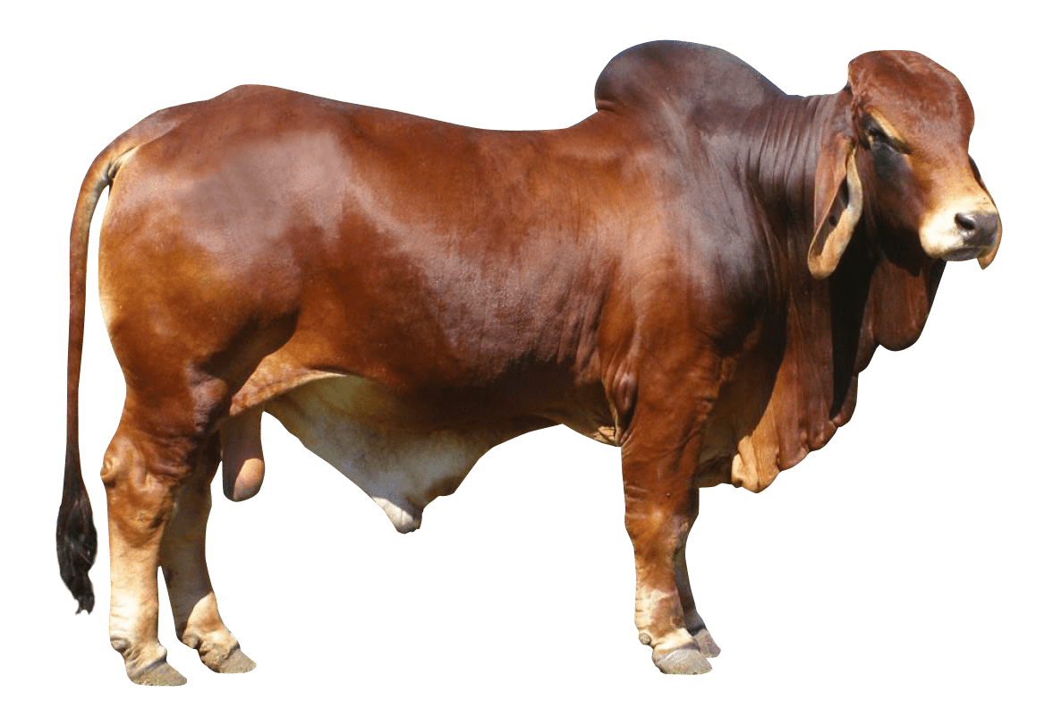 Cow bull image ox cattle clipart