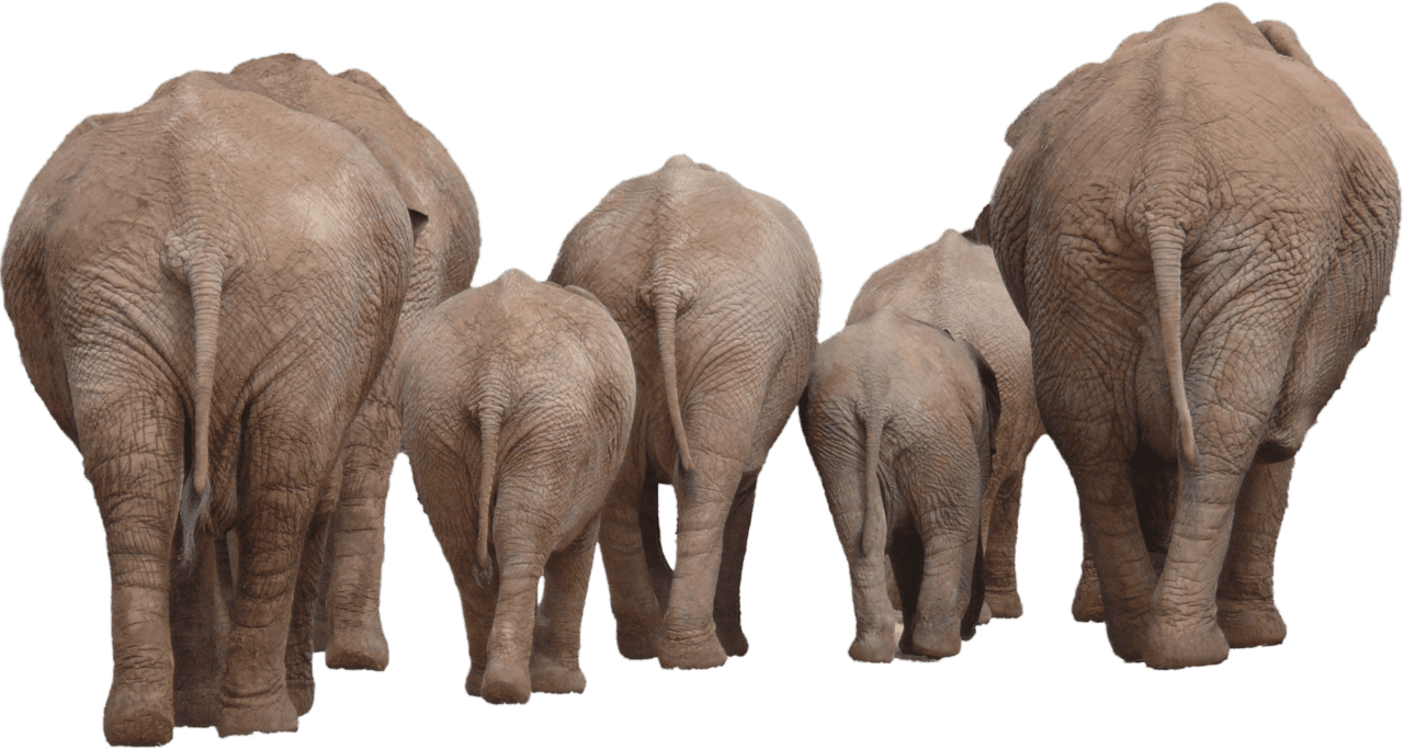 Elephant group clipart clip art