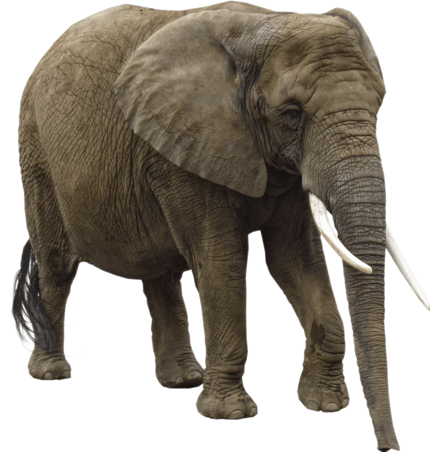 Elephant by ravenslane deviantart quality full hd desktop images clipart