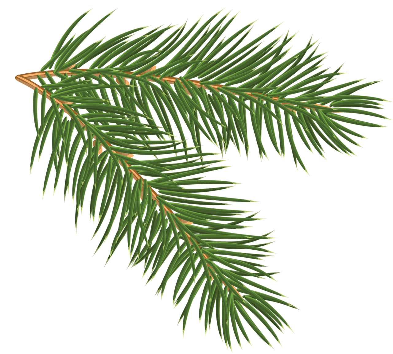 Leaf pine branch clipart image