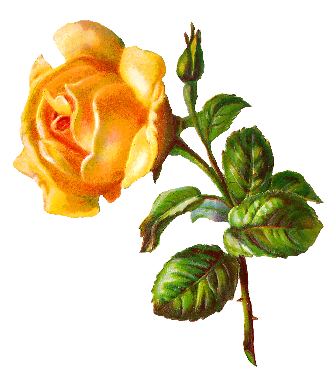 Digital yellow rose image printable flower clipart