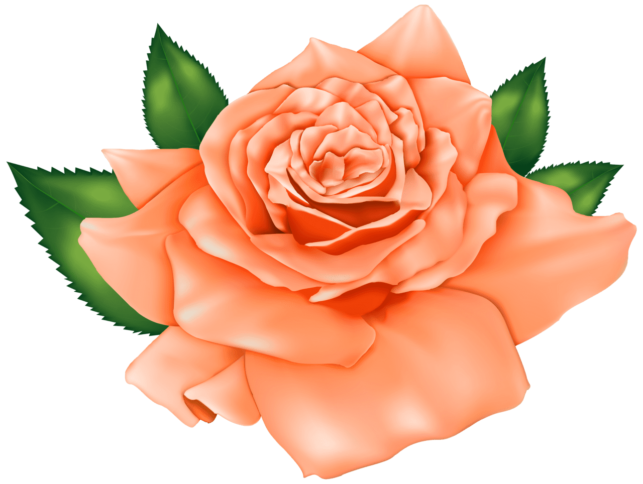 Rose clipart papel de parede rosa cor flores rosas clip art