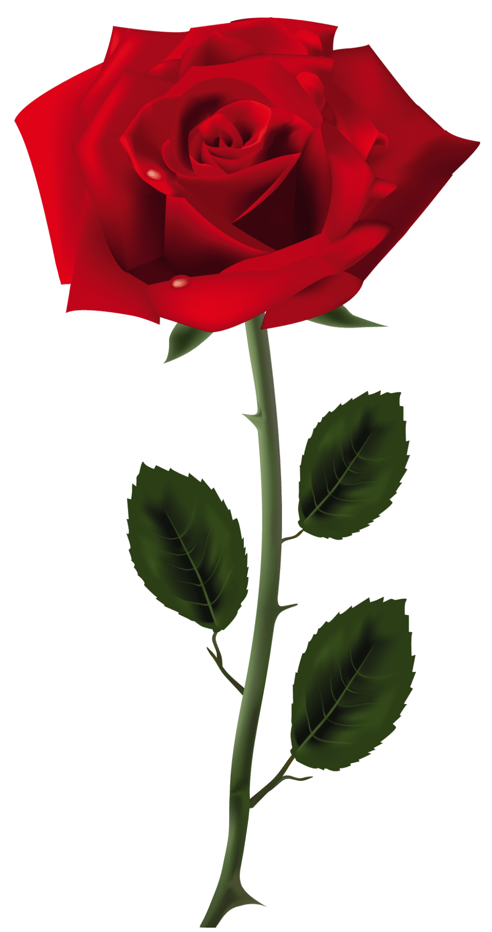 Rose clipart photo