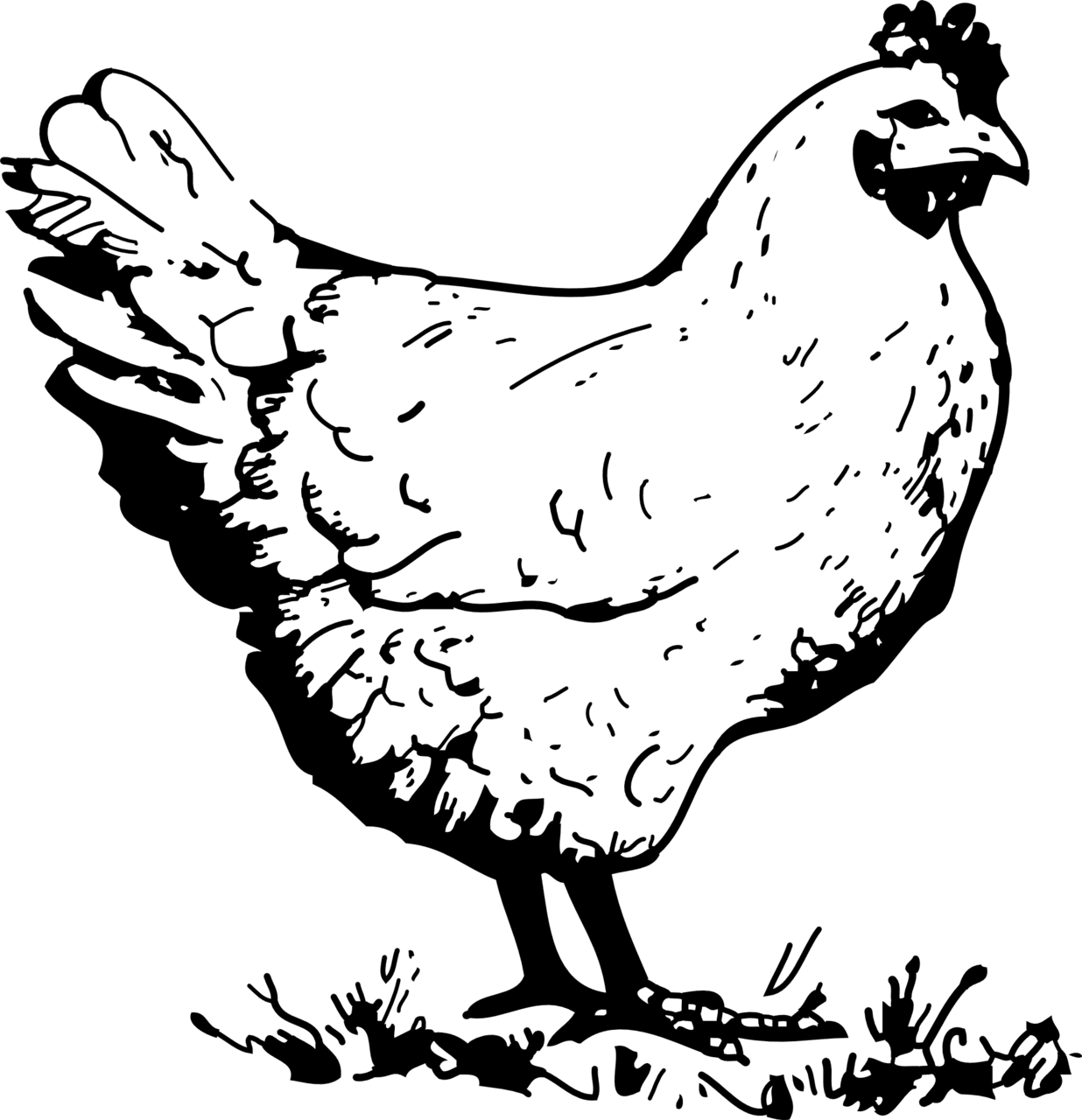 Chicken clipart black and white google search animaux de la ferme colorier pages des peinture poulet picture