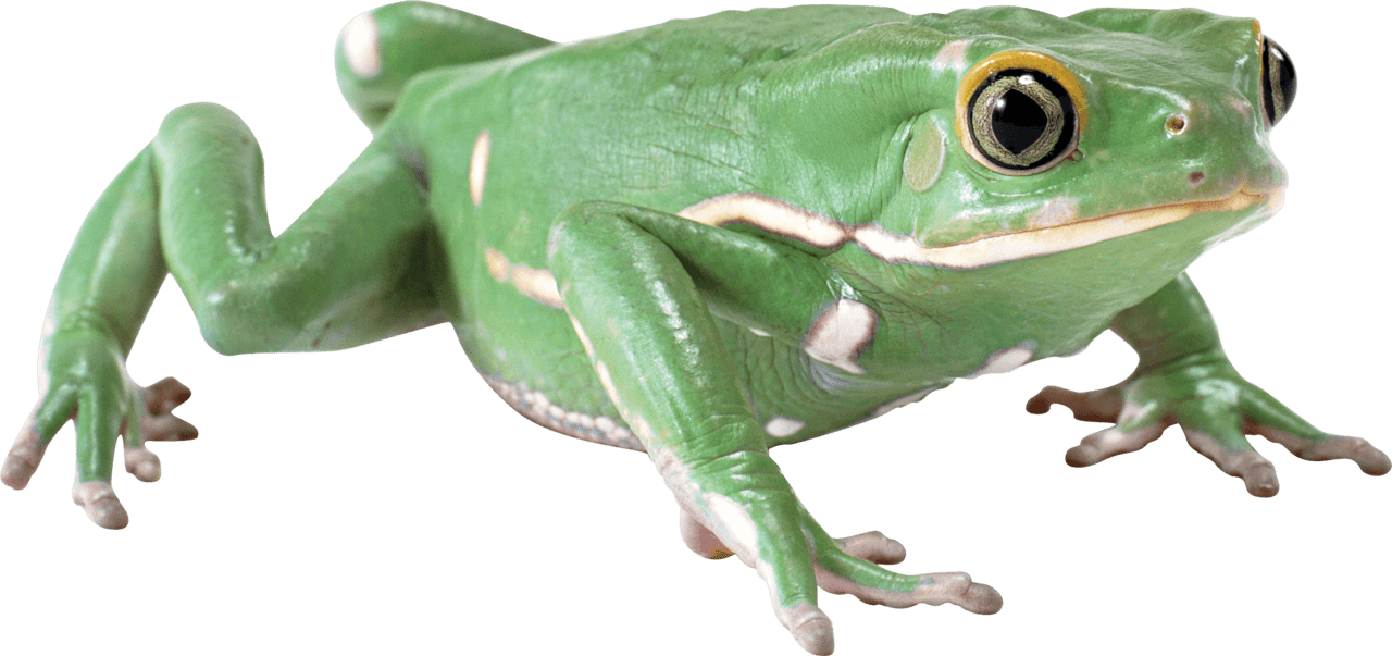 Green frog clipart picture