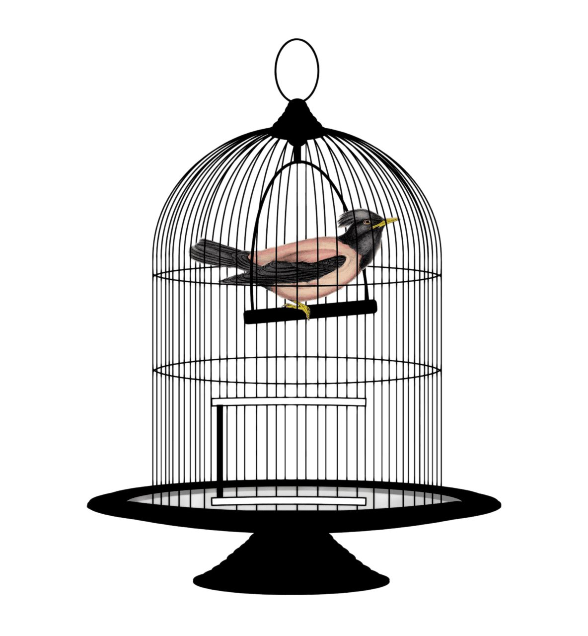 Bird cage clipart background