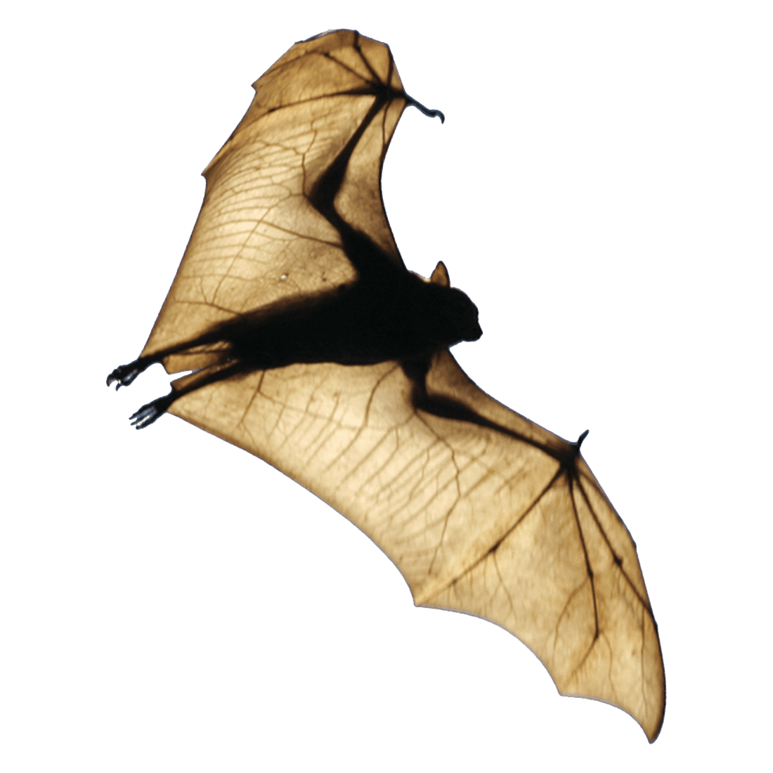 Fruit bat images hd photo clipart 2
