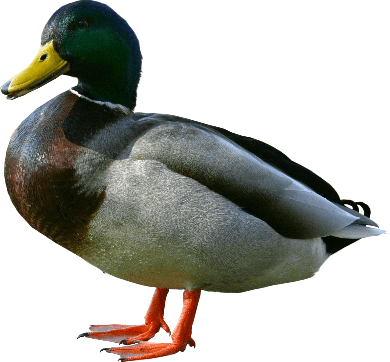 Duck from side clipart transparent