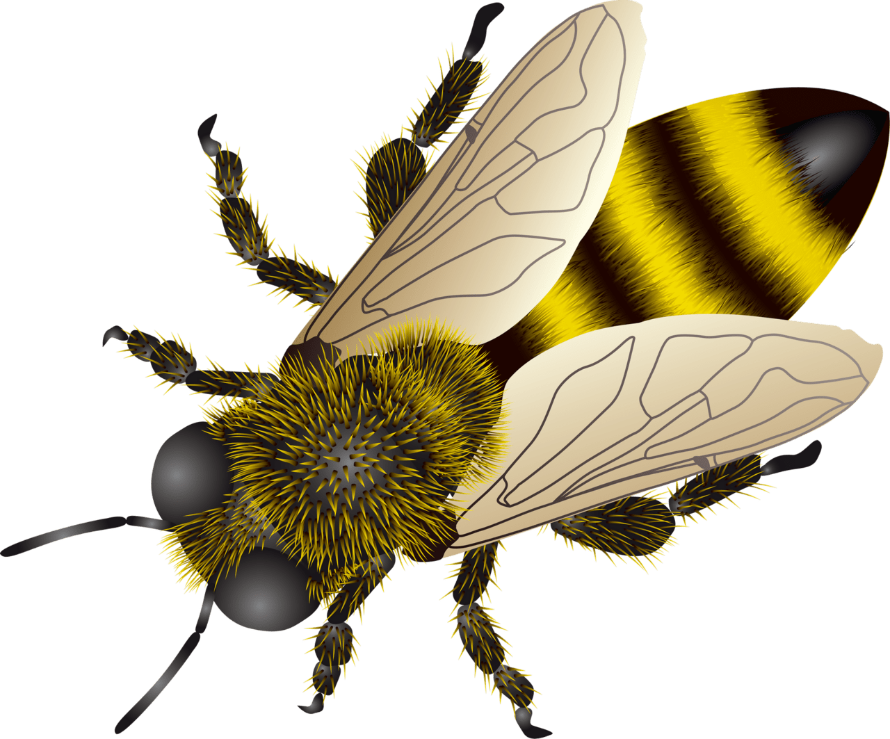 Bee clipart clip art 2