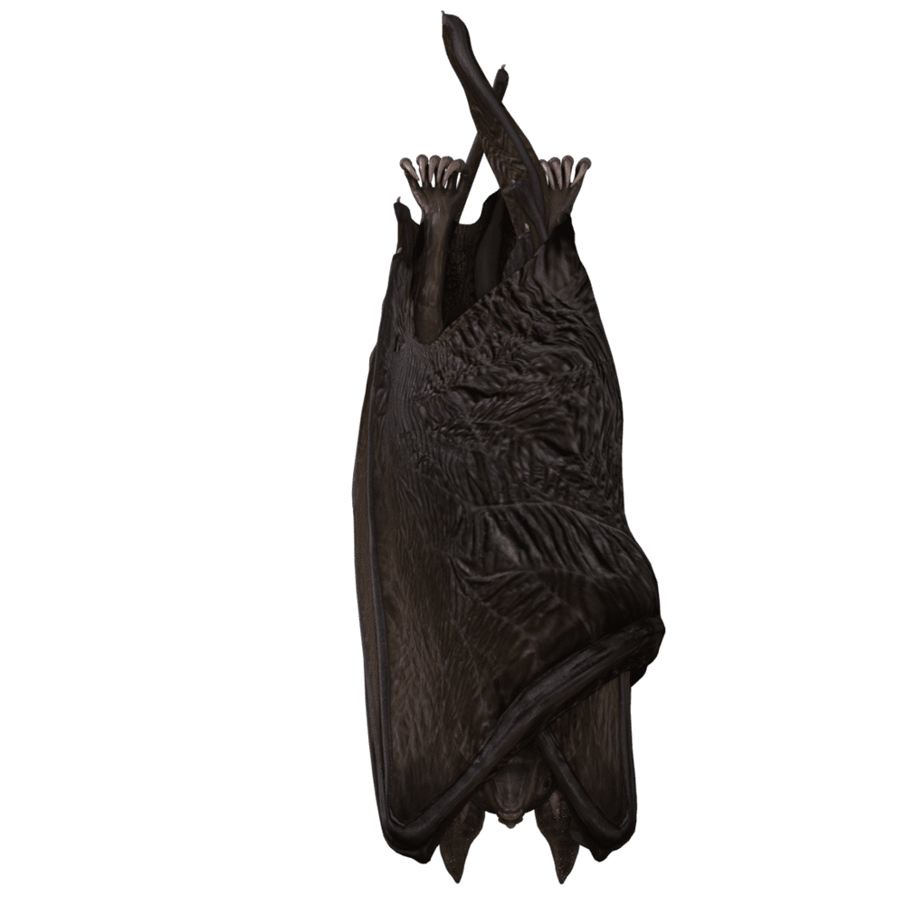 Brown bat images hd photo clipart 2