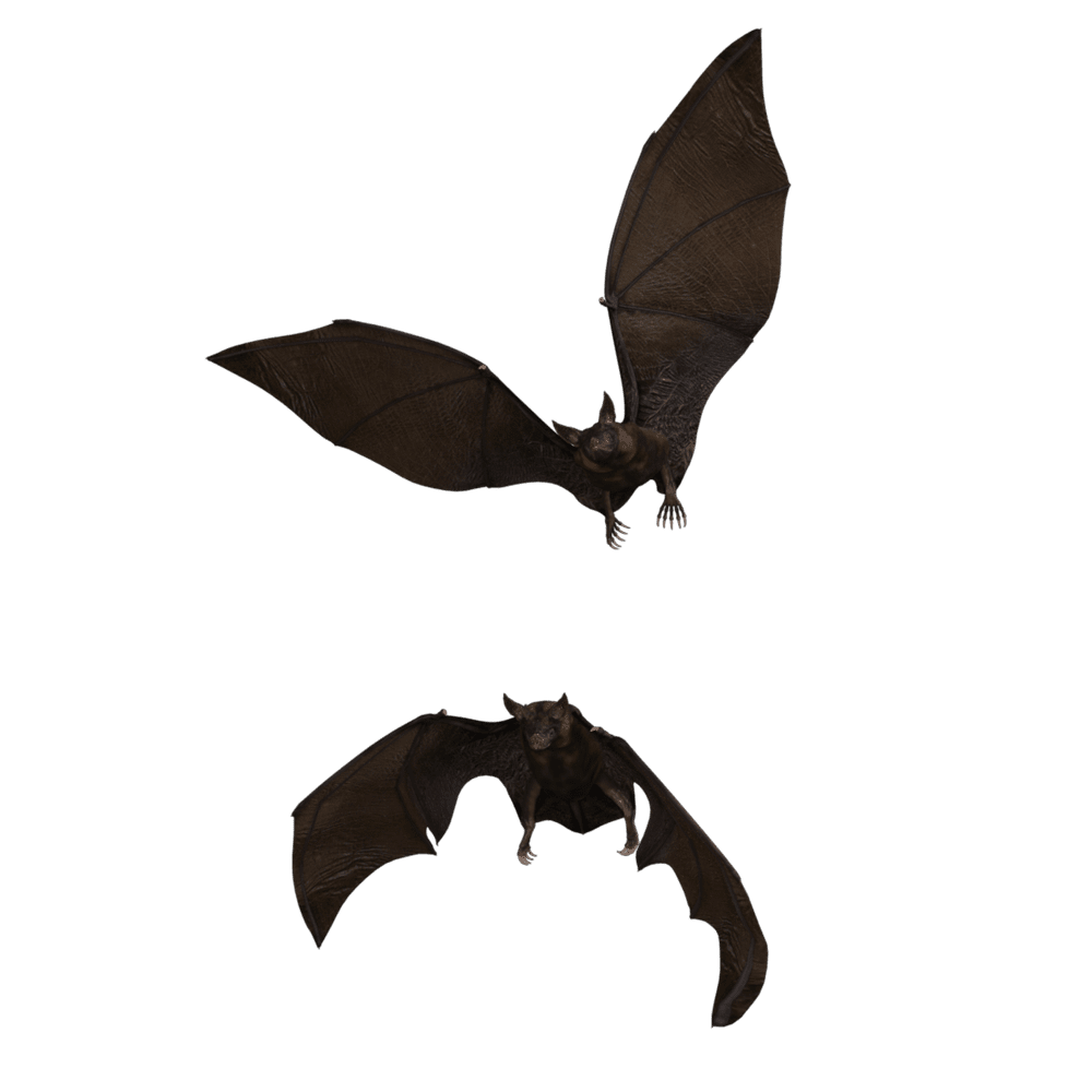 Brown bat images hd photo clipart