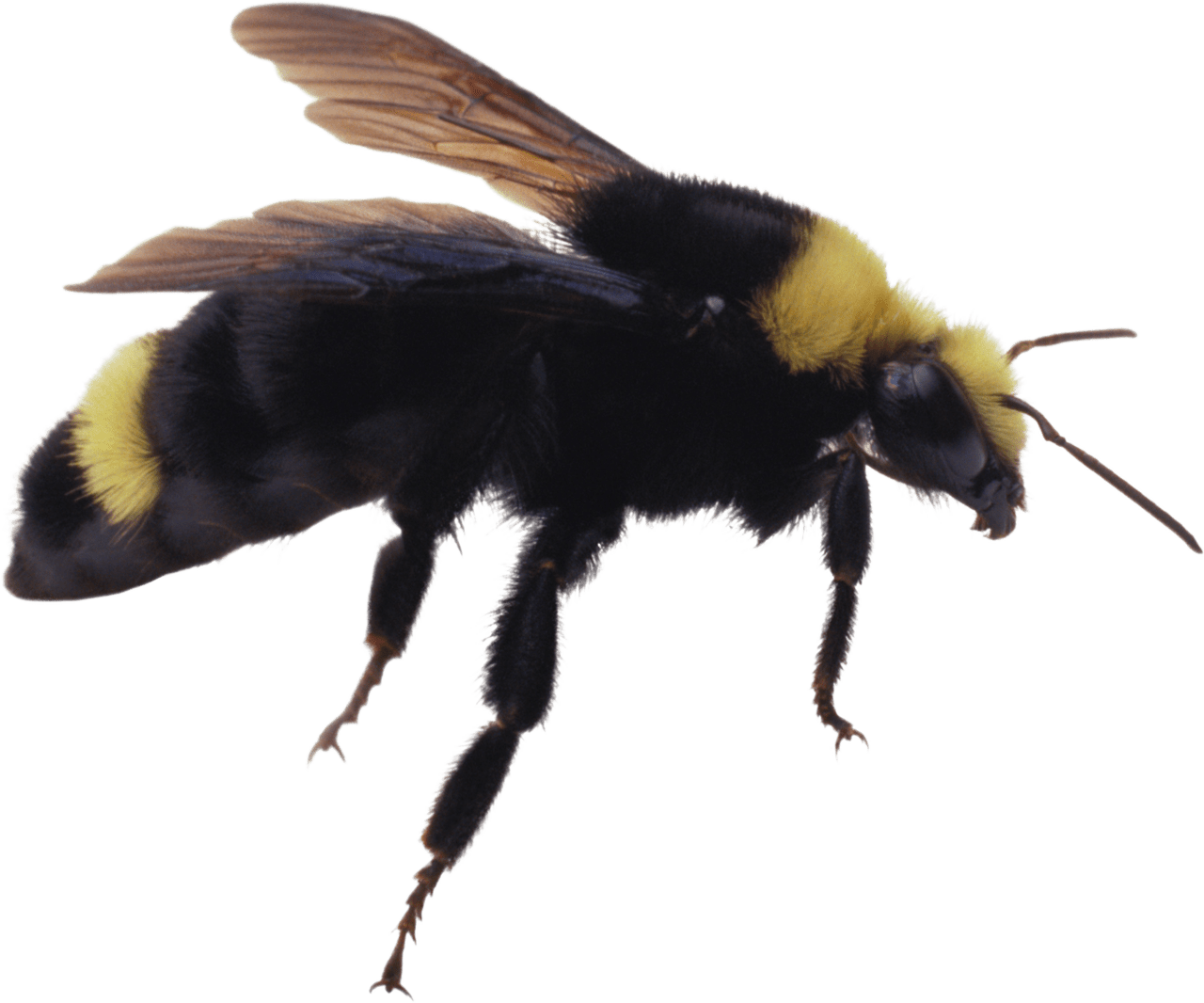 Bee clipart clip art 3