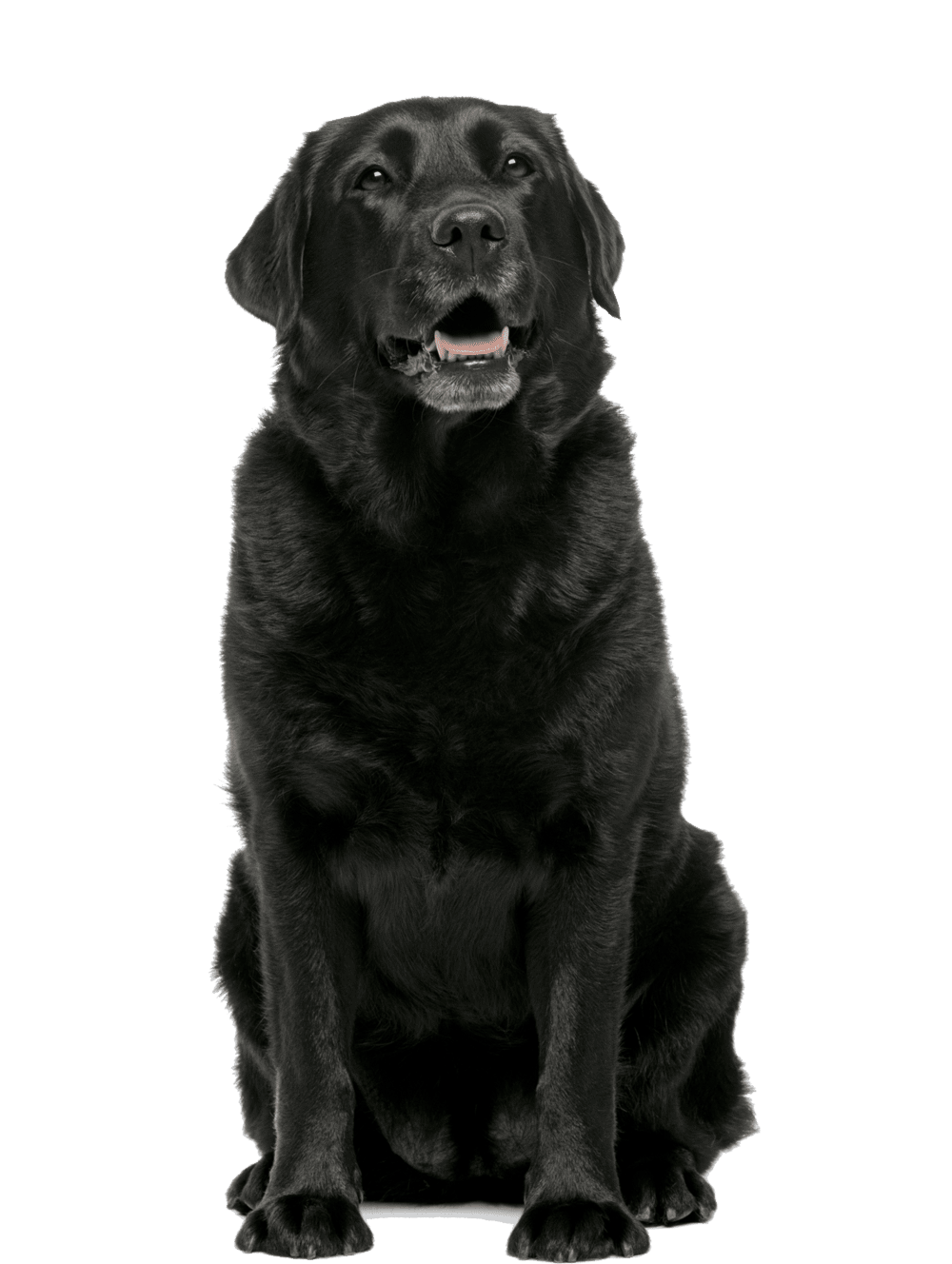 Black dog images all clipart