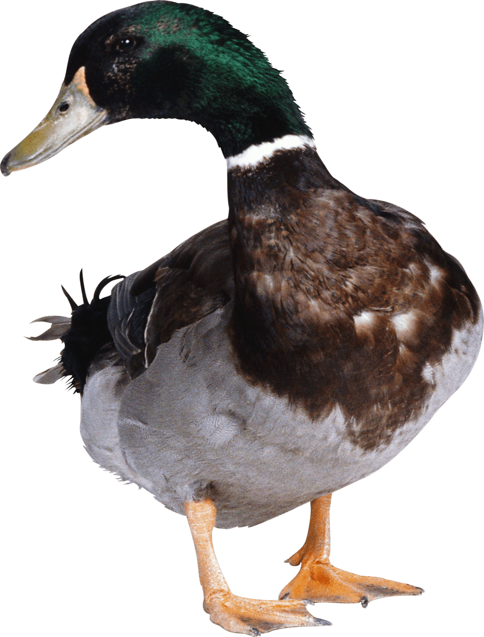 Duck image img pictures aquatic birds photo clipart