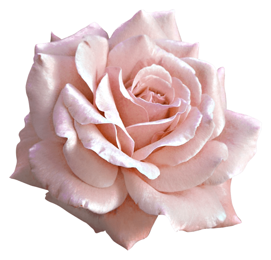 Large light pink rose clipart free