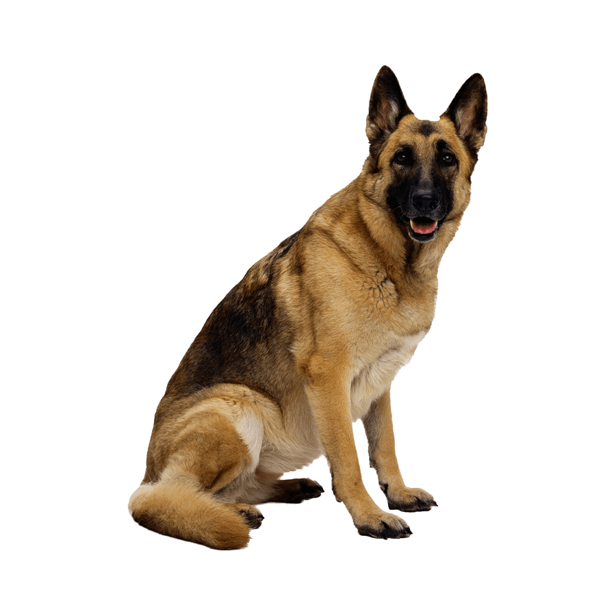 Dog images hd photo clipart