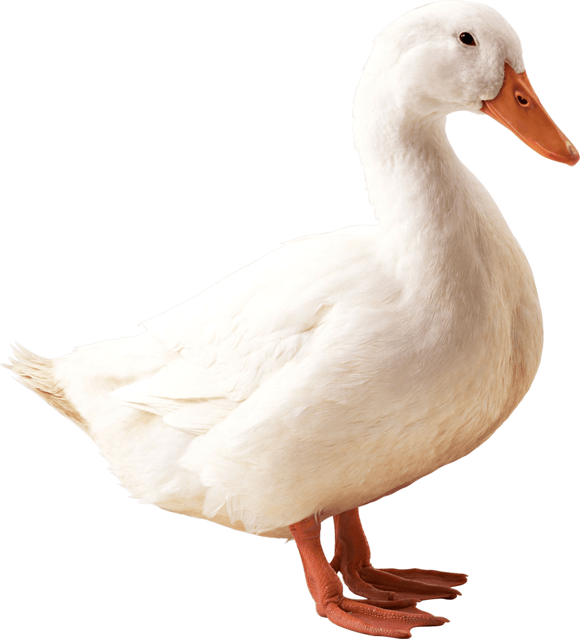 Duck photos mart clipart