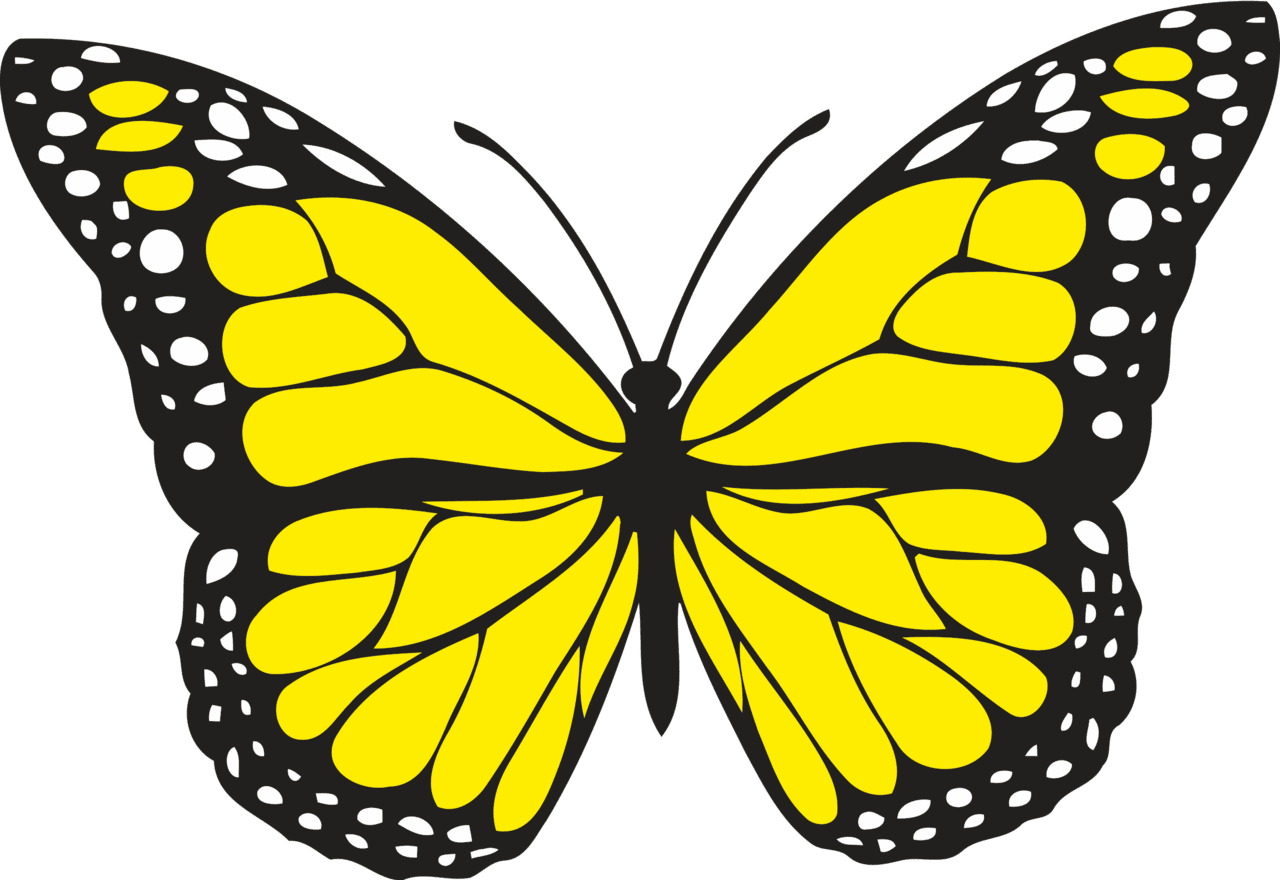 Butterfly colour clipart clip art