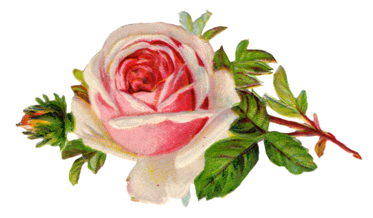 Vintage rose images clipart