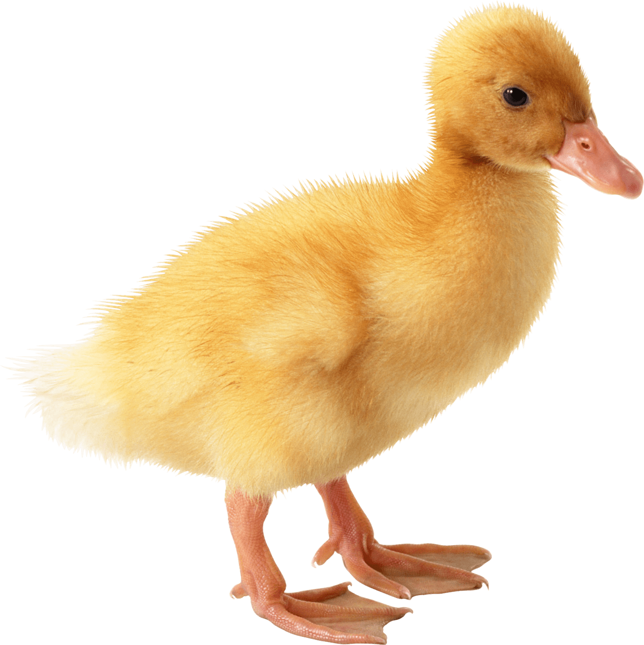 Little yellow duck image with background clipart