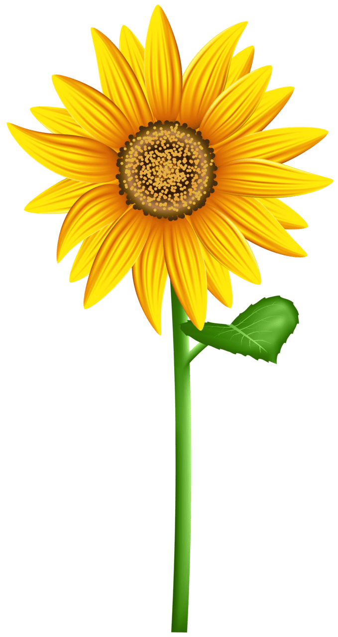 Flowers sunflower clipart image