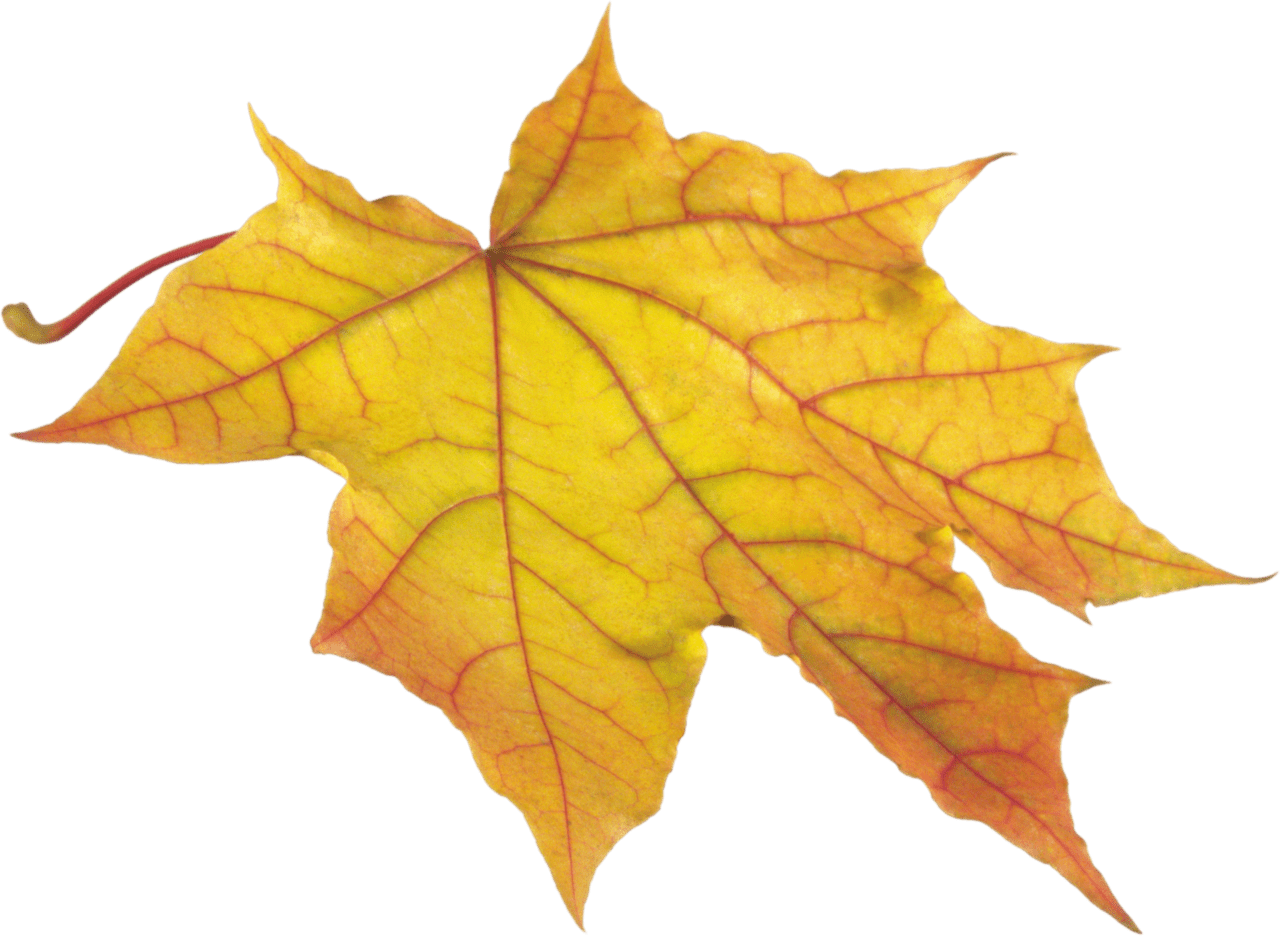 Autumn leaf clipart vector