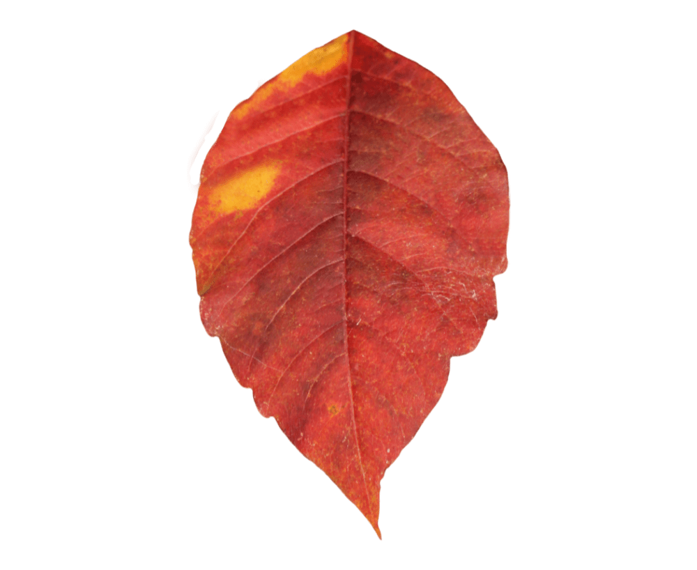 Fall autumn leaves images hd photo clipart