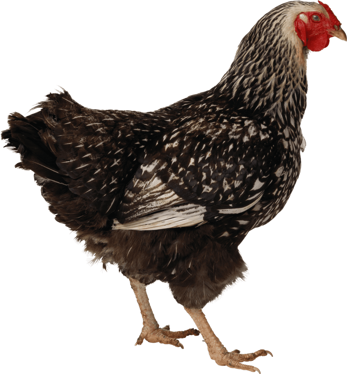 Black walk chicken clipart background