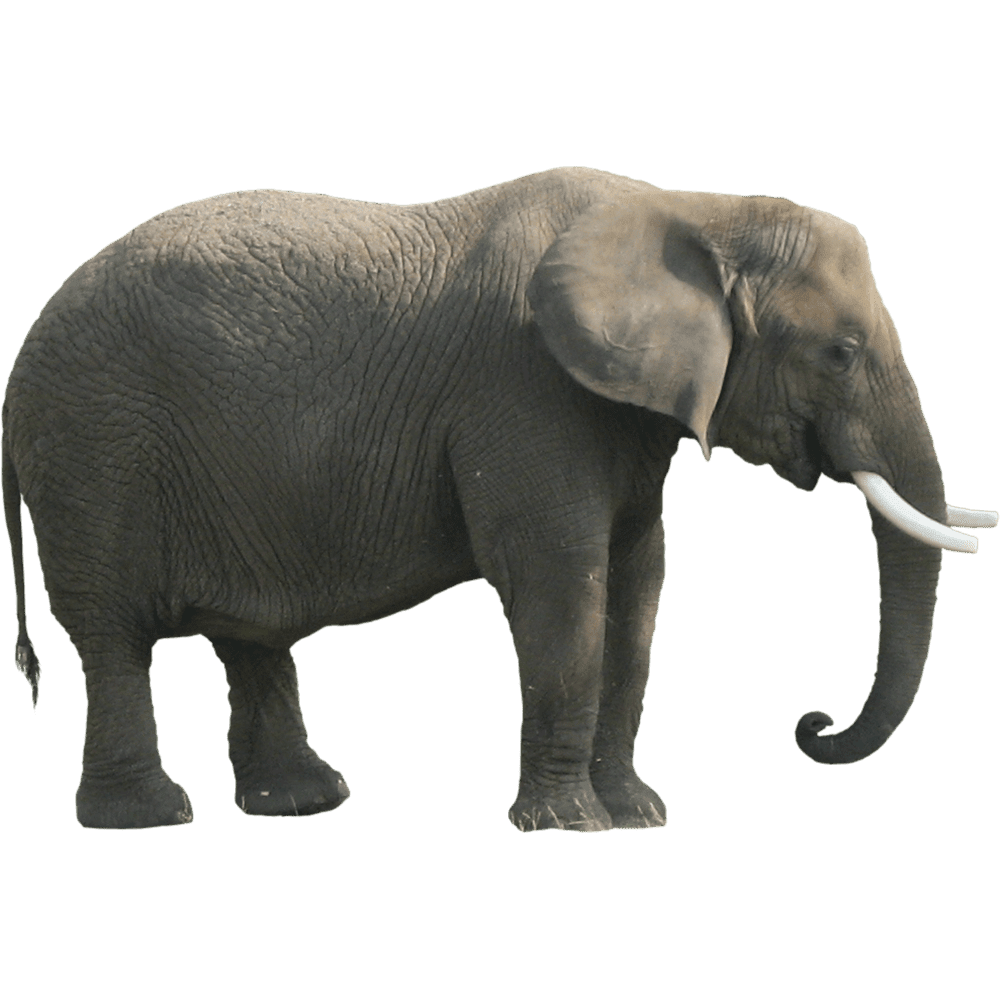 Asian elephant images hd photo clipart