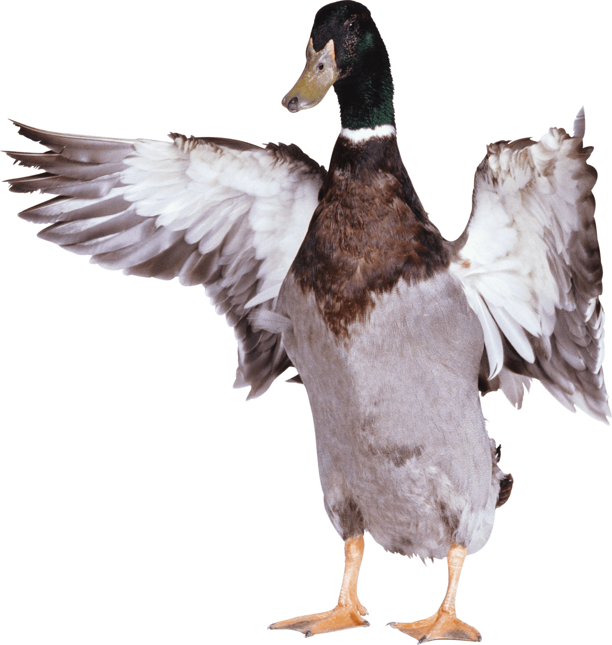 Duck image img clipart