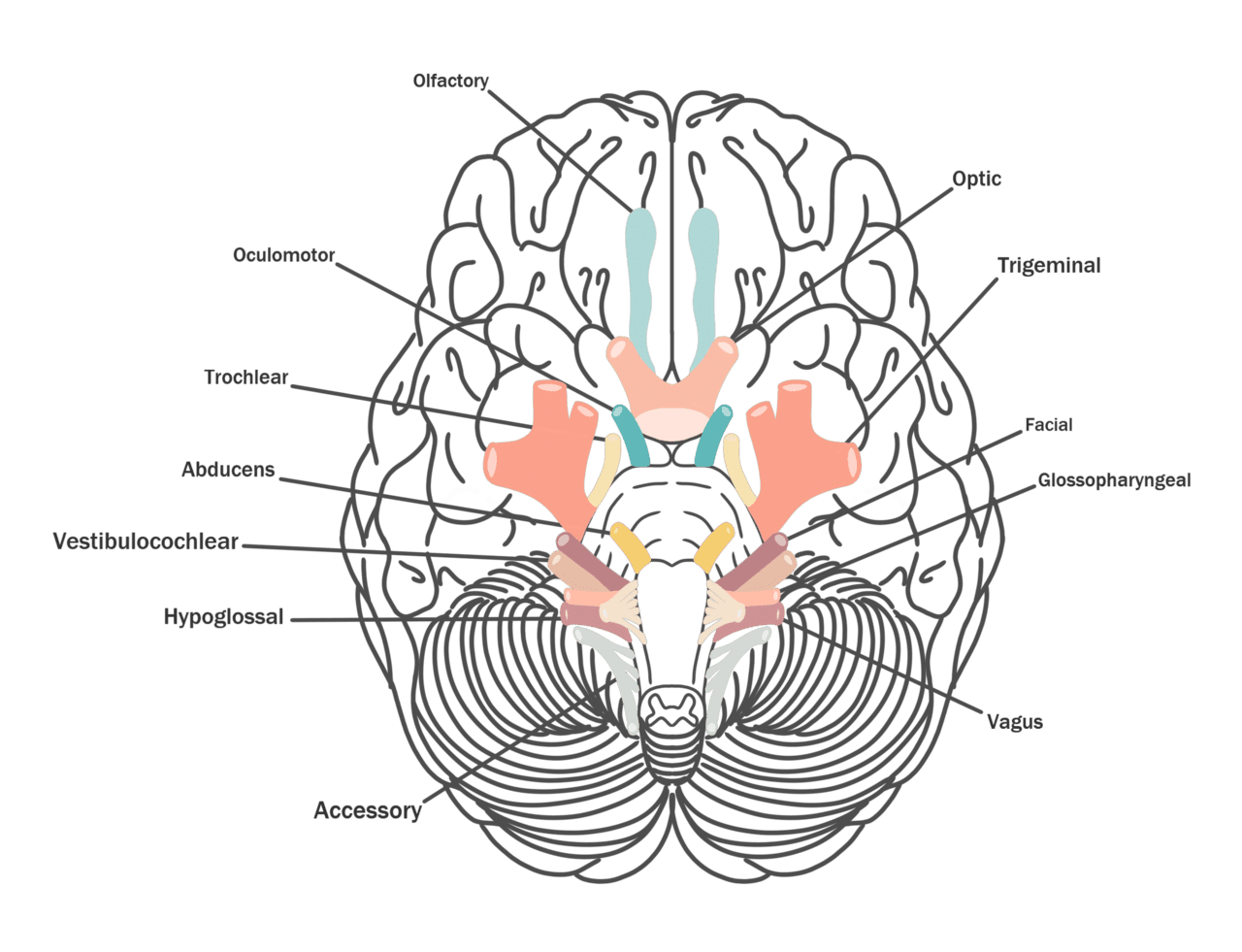 Brain cranial nerves sticker for sale by mariatza drawing biology diagrams clipart transparent