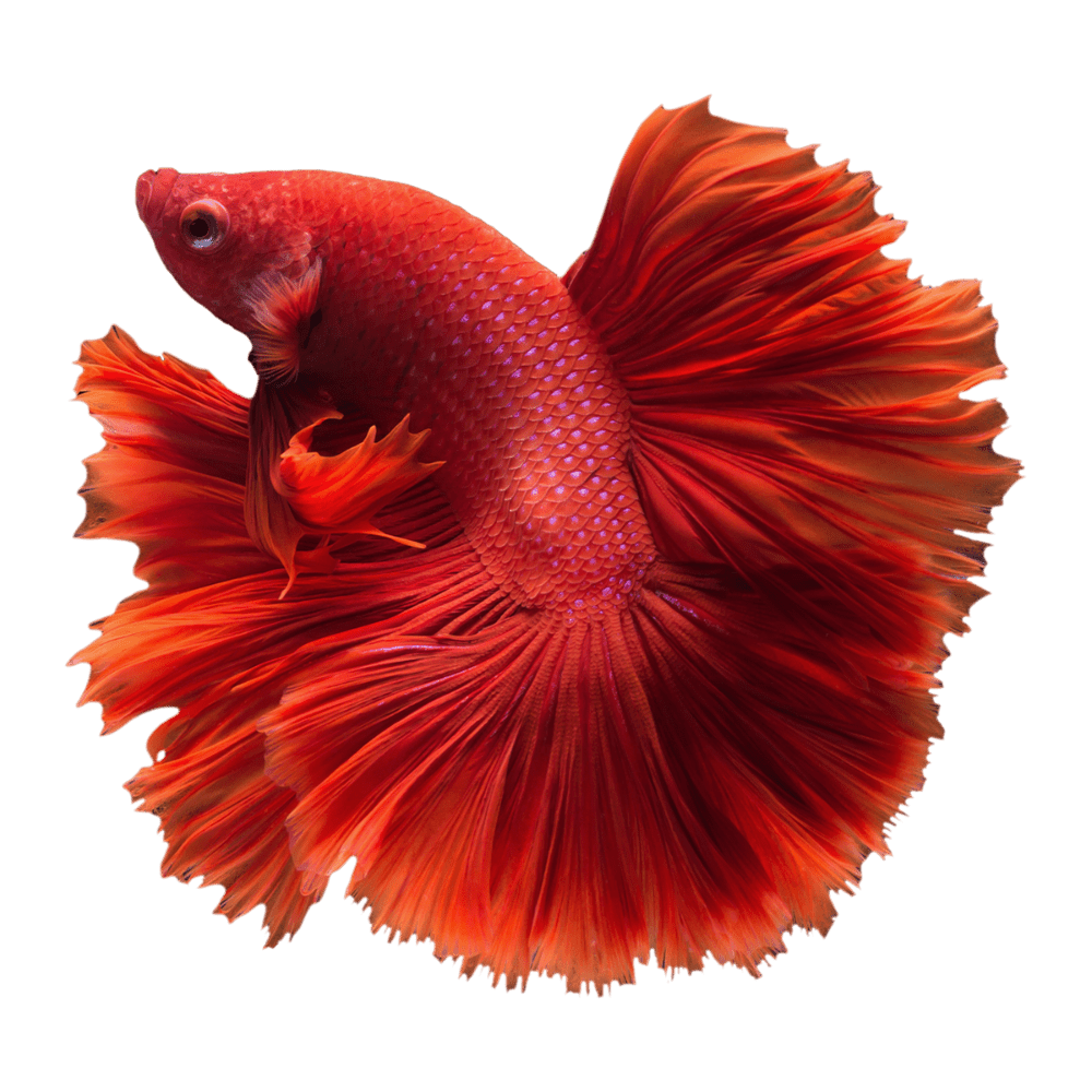 Fish betta images hd photo clipart 2