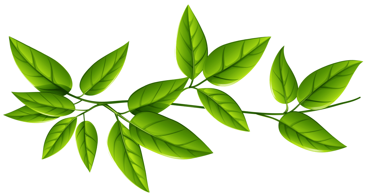 Leaf green leaves image clipart