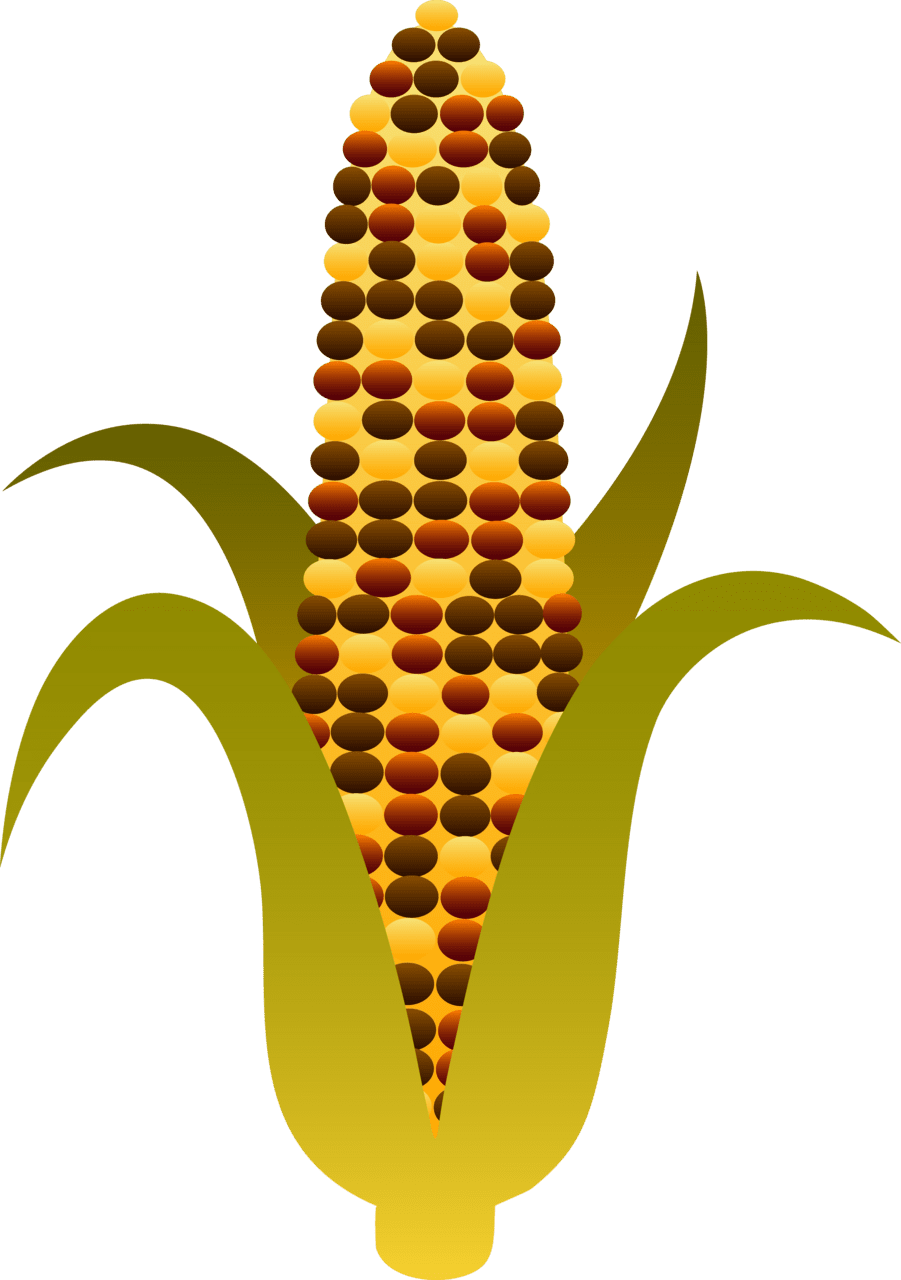 Fall indian harvest corn maize clipart background