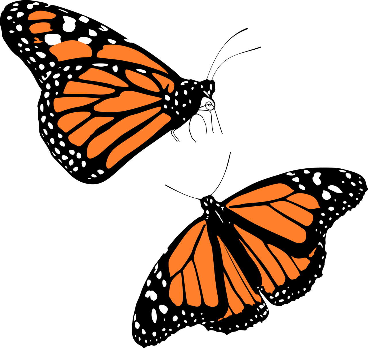 Monarch butterflies butterfly clipart background