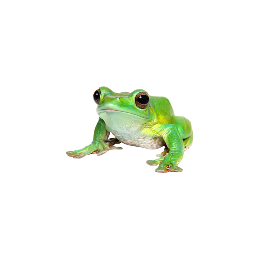 Pacific tree frog images hd photo clipart