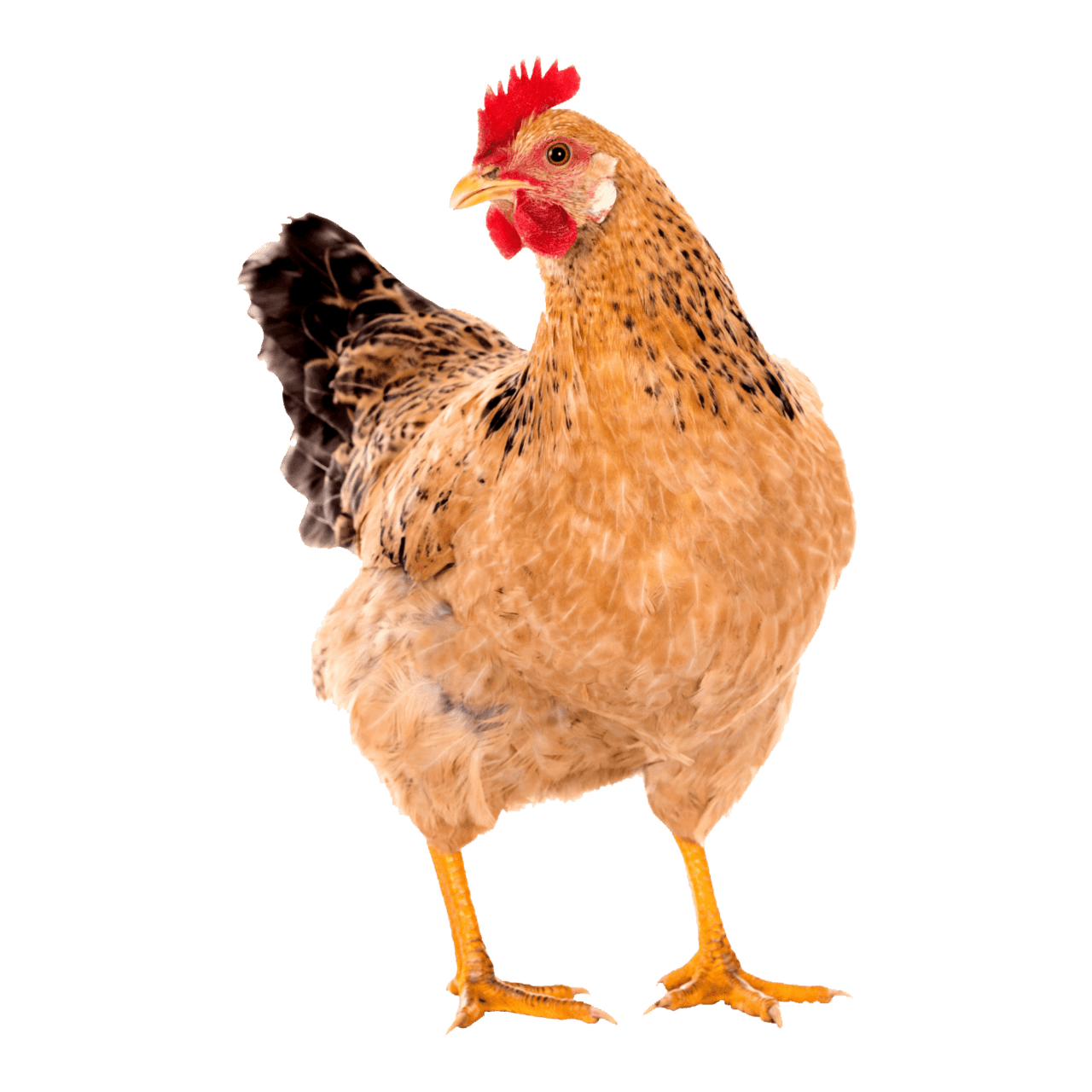 Chicken images hd photo clipart 2