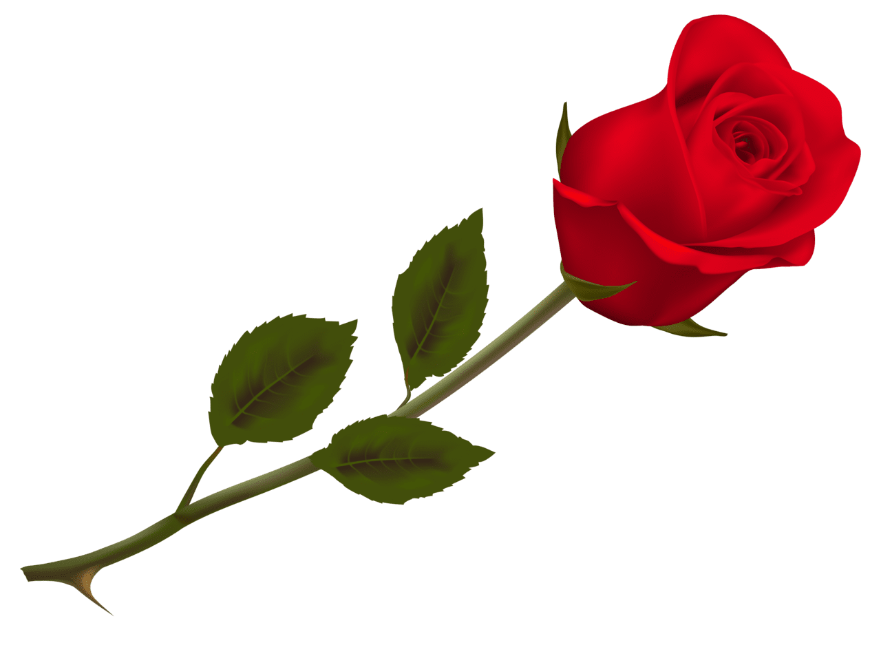 Beautiful red rose picture clipart