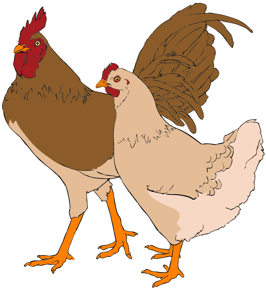 Chicken rooster and hen clipart wikipedia photo