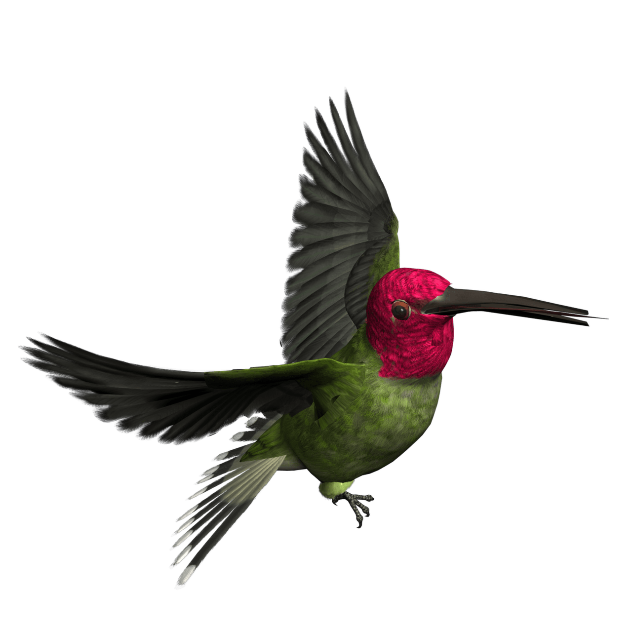 Bird graphics clipart photo