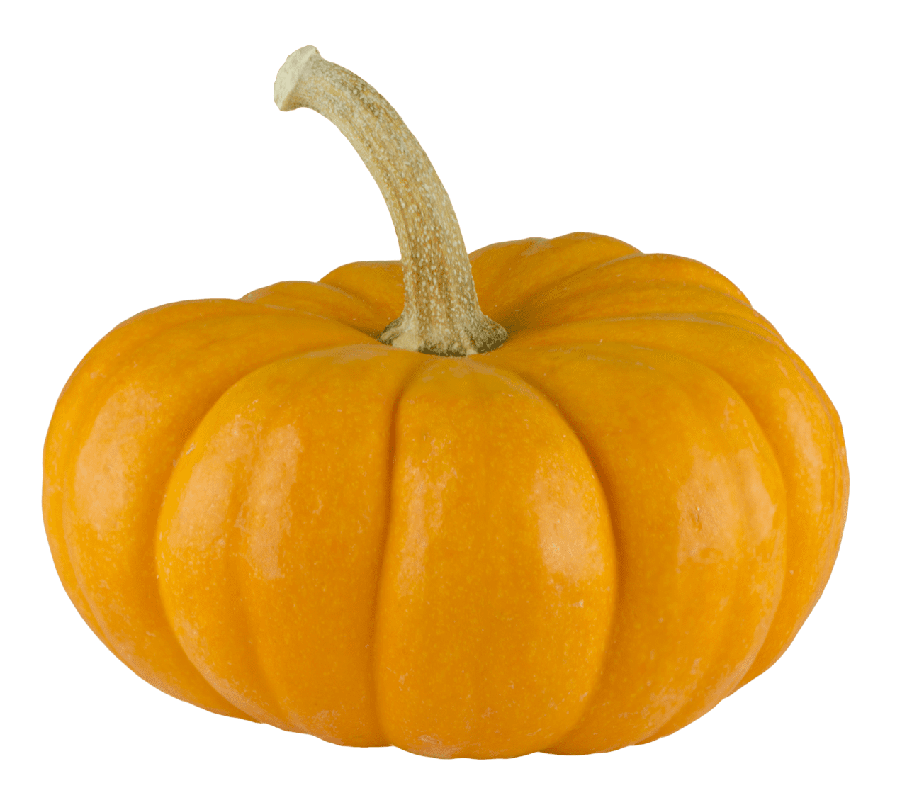 Pumpkin pumpk clipart vector