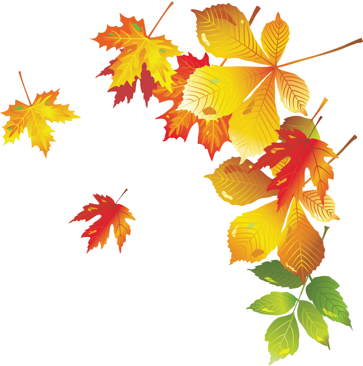 Colorful autumn leaves fall maple leaf images clipart