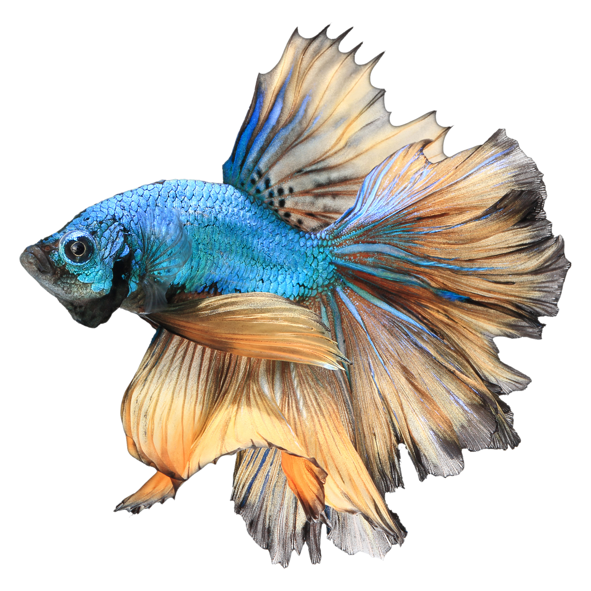 Fish betta images hd photo clipart